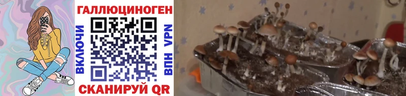 Галлюциногенные грибы Cubensis  Купить где  Сухиничи 